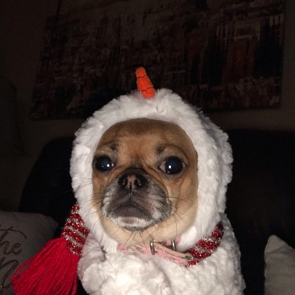 Meet your Posher, Mitzi - Picture 5 of 16